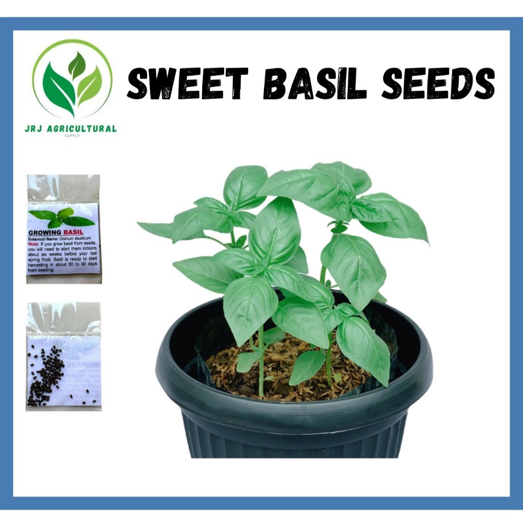SWEET Basil Genovese / HERBS ( 100pcs seeds ) - 1pack | Shopee Philippines