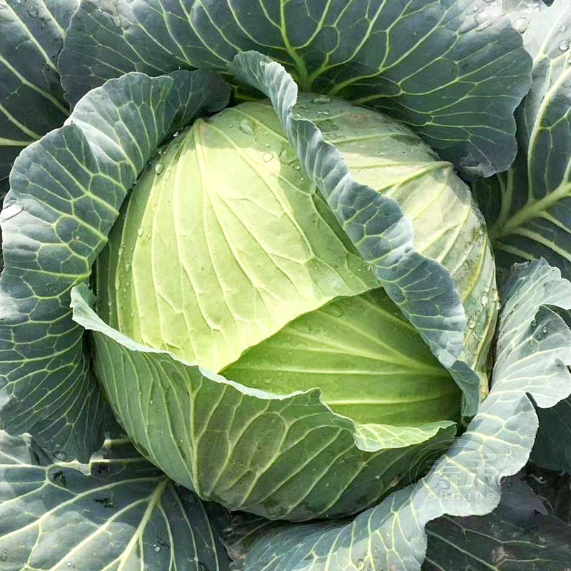 REPOLYO / CABBAGE SEEDS -（100seeds）HYBRID/HIGH YIELD/EASY TO GROW 100% ...