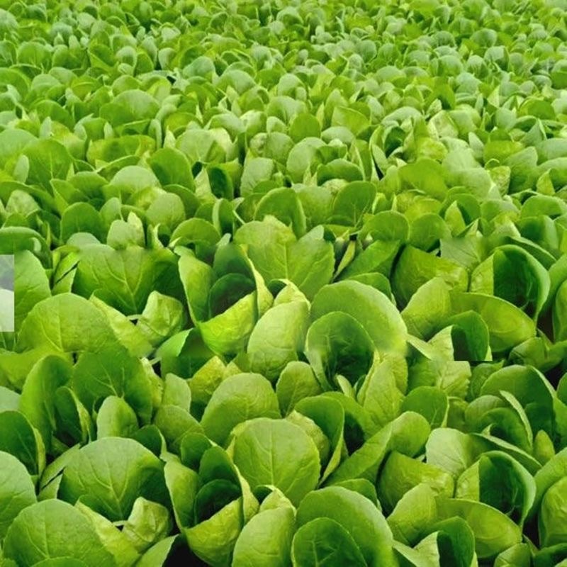 500 seeds PECHAY PAVITO SEEDS Edible vegetable seeds for Bonsai Easy To ...