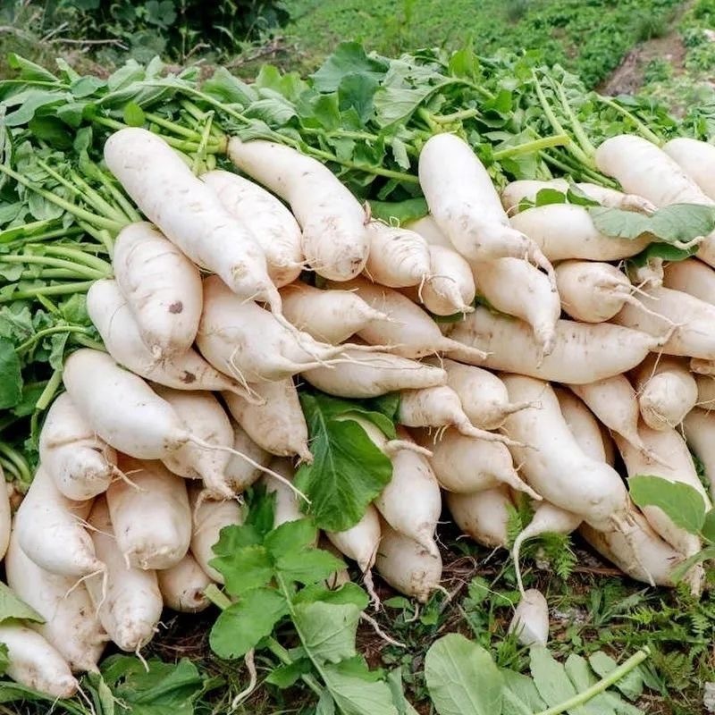 200 seeds Original Fresh Snow White Radish Seeds for Planting ...