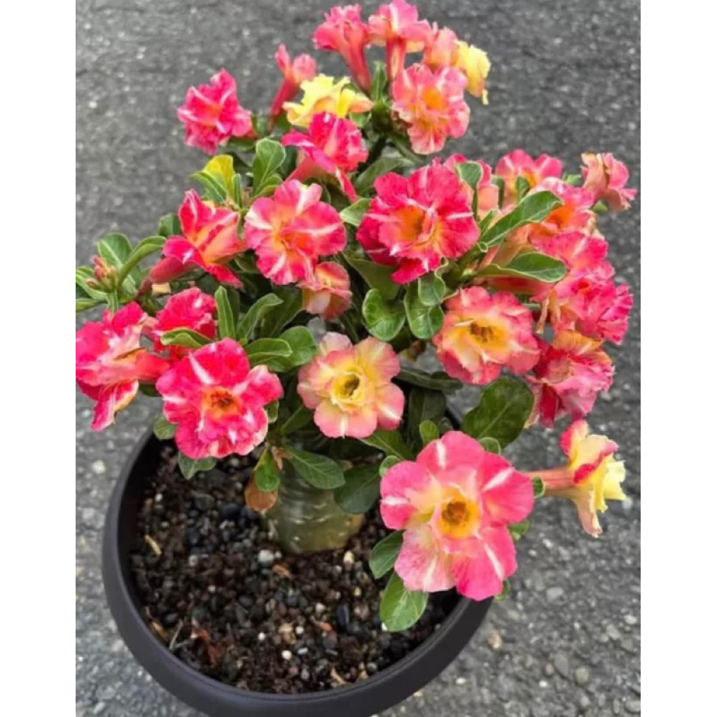 SUPER RARE GRAFTED ADENIUM | Shopee Philippines