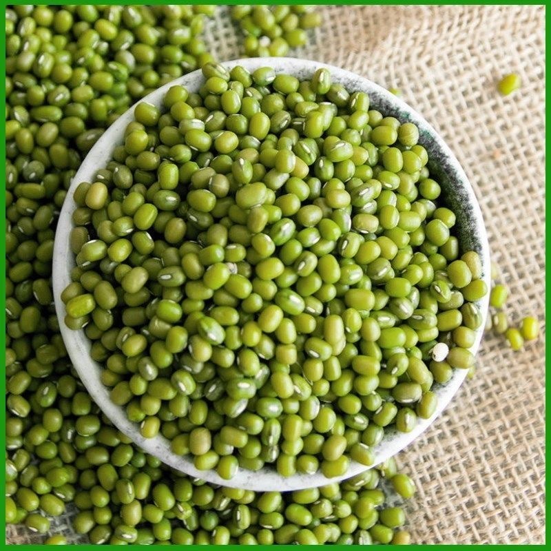 20Seeds Mung bean Green Mongo/ mungo/ monggo/ mung beans | Shopee ...