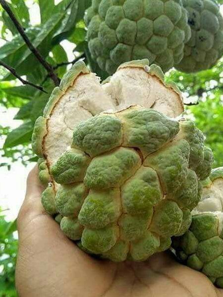 It Is A Small Village Where Many People Live Generated By AI | Premium Australia