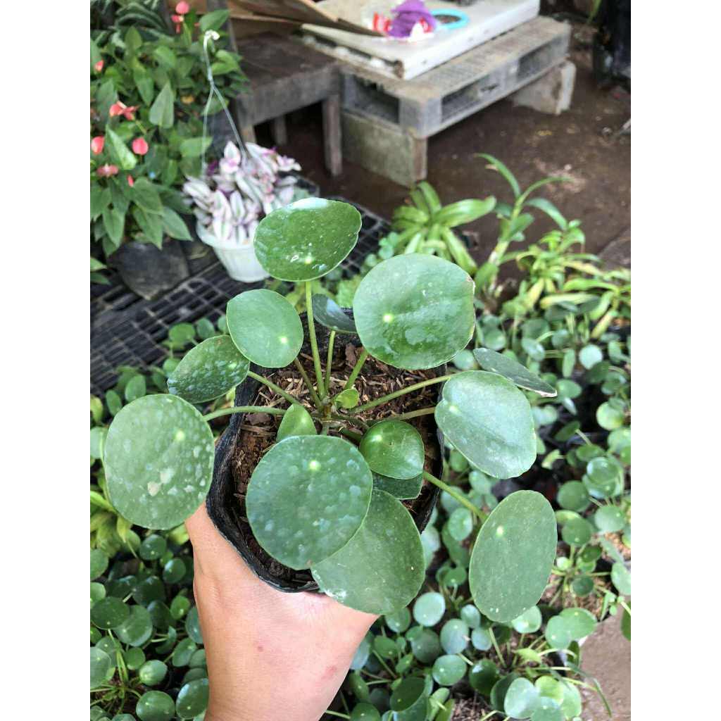 Pilea Peperomioides Plant - with FREE garden soil and marble chip ...