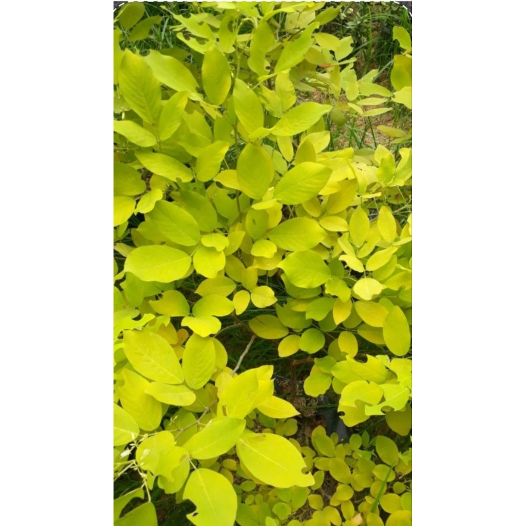 GOLDEN LEDIUM/KOREAN TREE BUY 3 +1 FREE (ROOTED) | Shopee Philippines