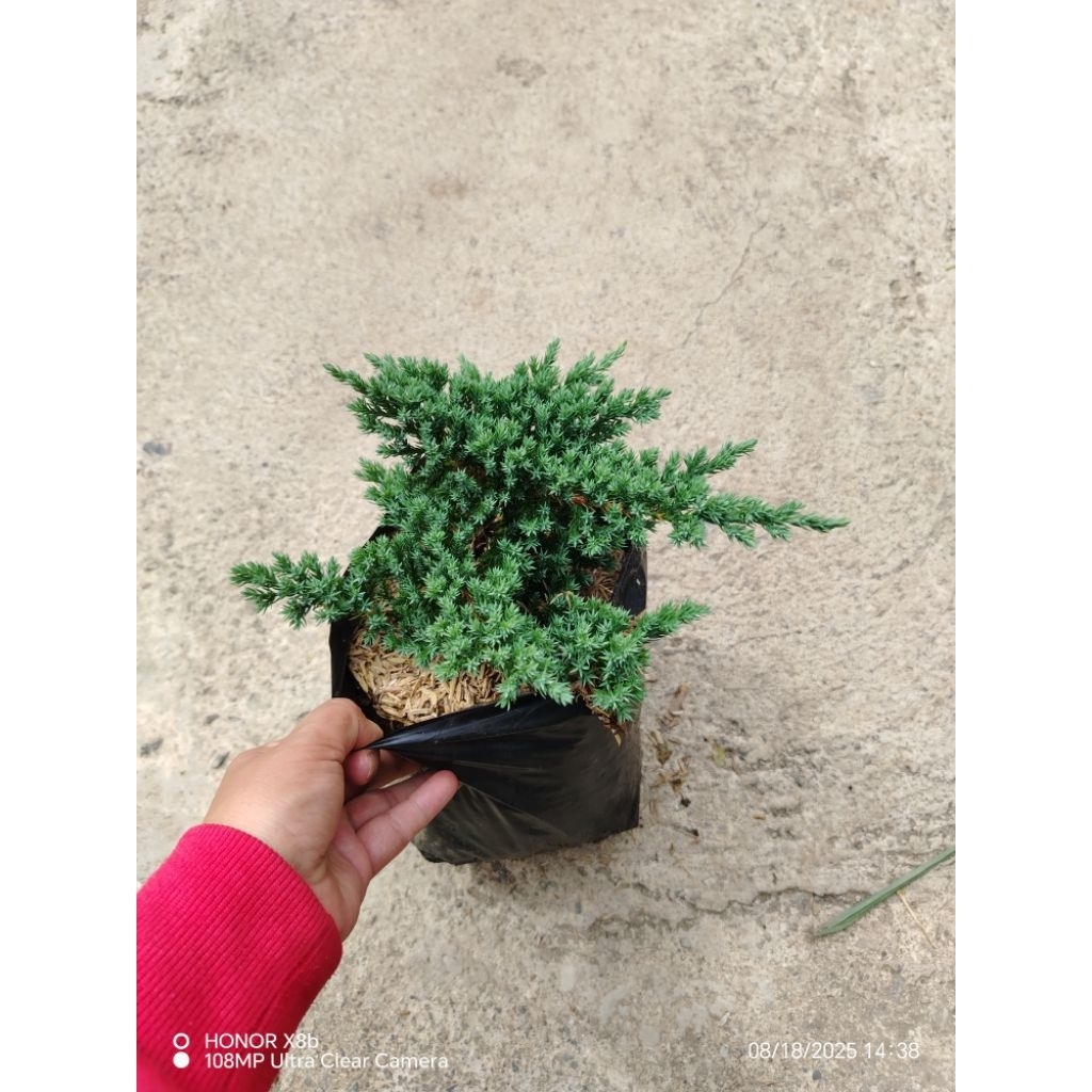creeping Japanese junifer pine | Shopee Philippines