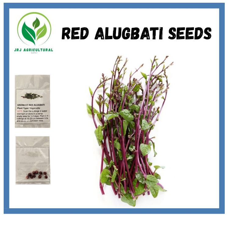 Shop alugbati for Sale on Shopee Philippines