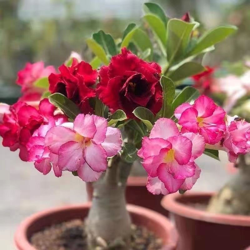100seeds Adenium Double Petal Seeds Home Garden plants Flowers Outdoor ...