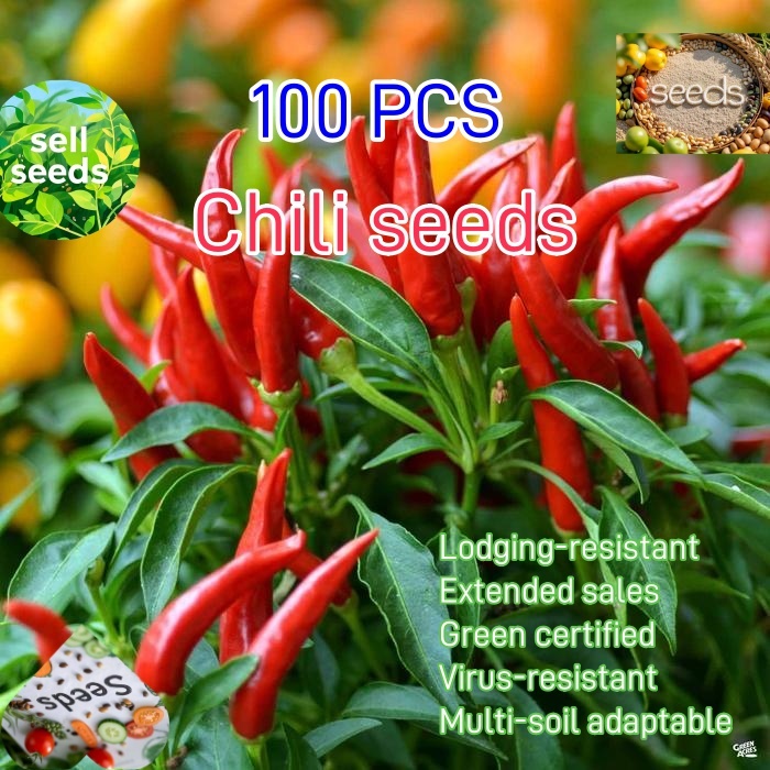 CHILI 100 SEEDS (BIRDS EYE) OR NATIVE SILING LABUYO smallest chili in ...