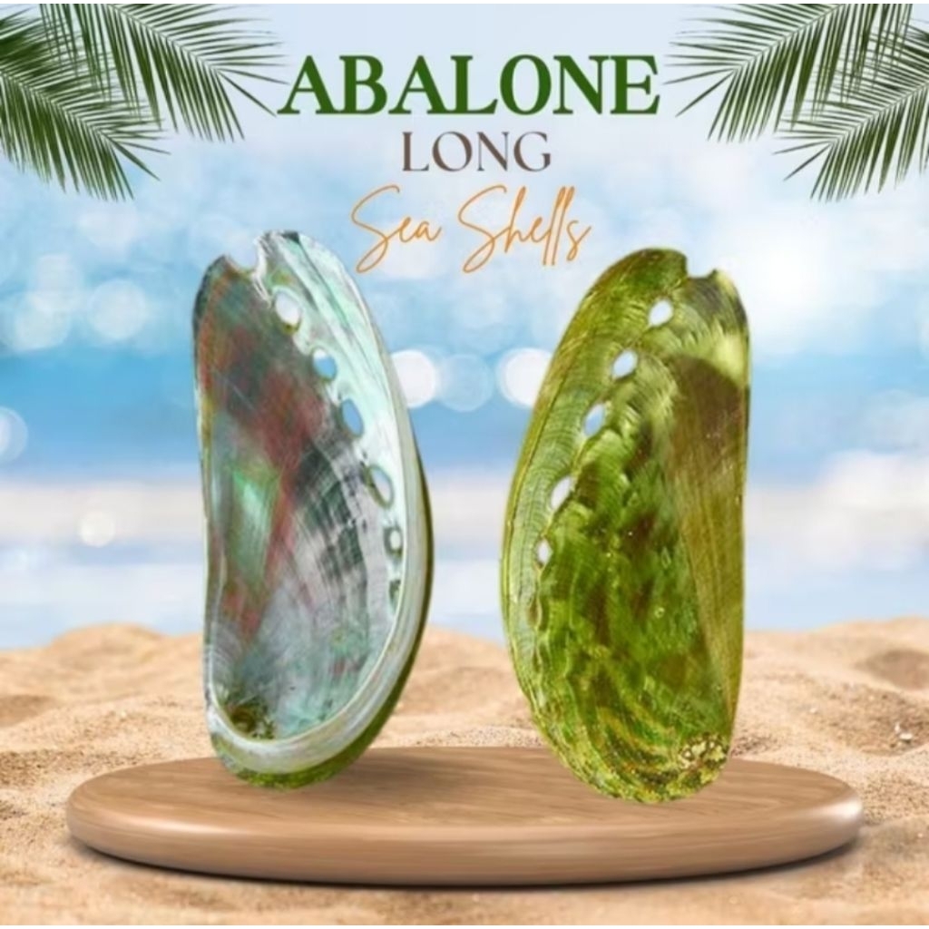 Shop abalone for Sale on Shopee Philippines