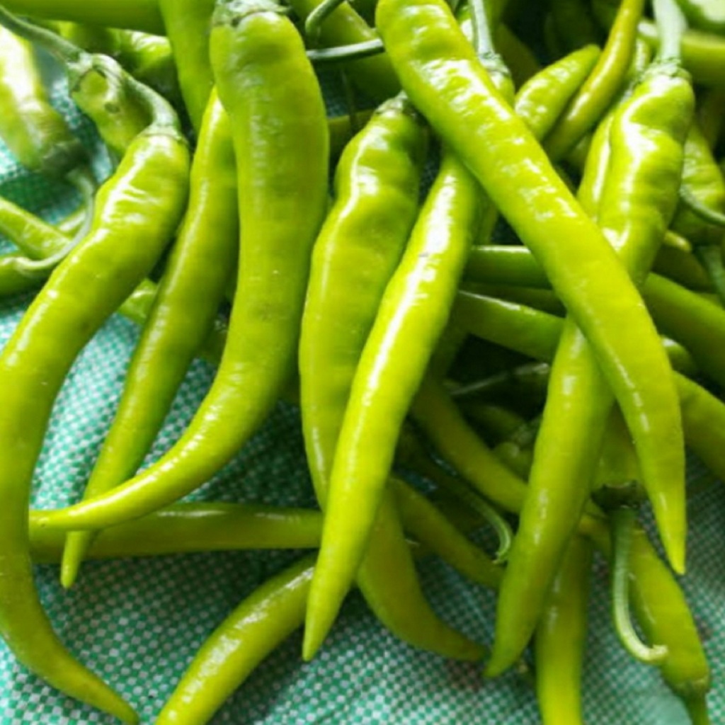 SILING HABA SEEDS (PANIGANG NA SILI) | Shopee Philippines
