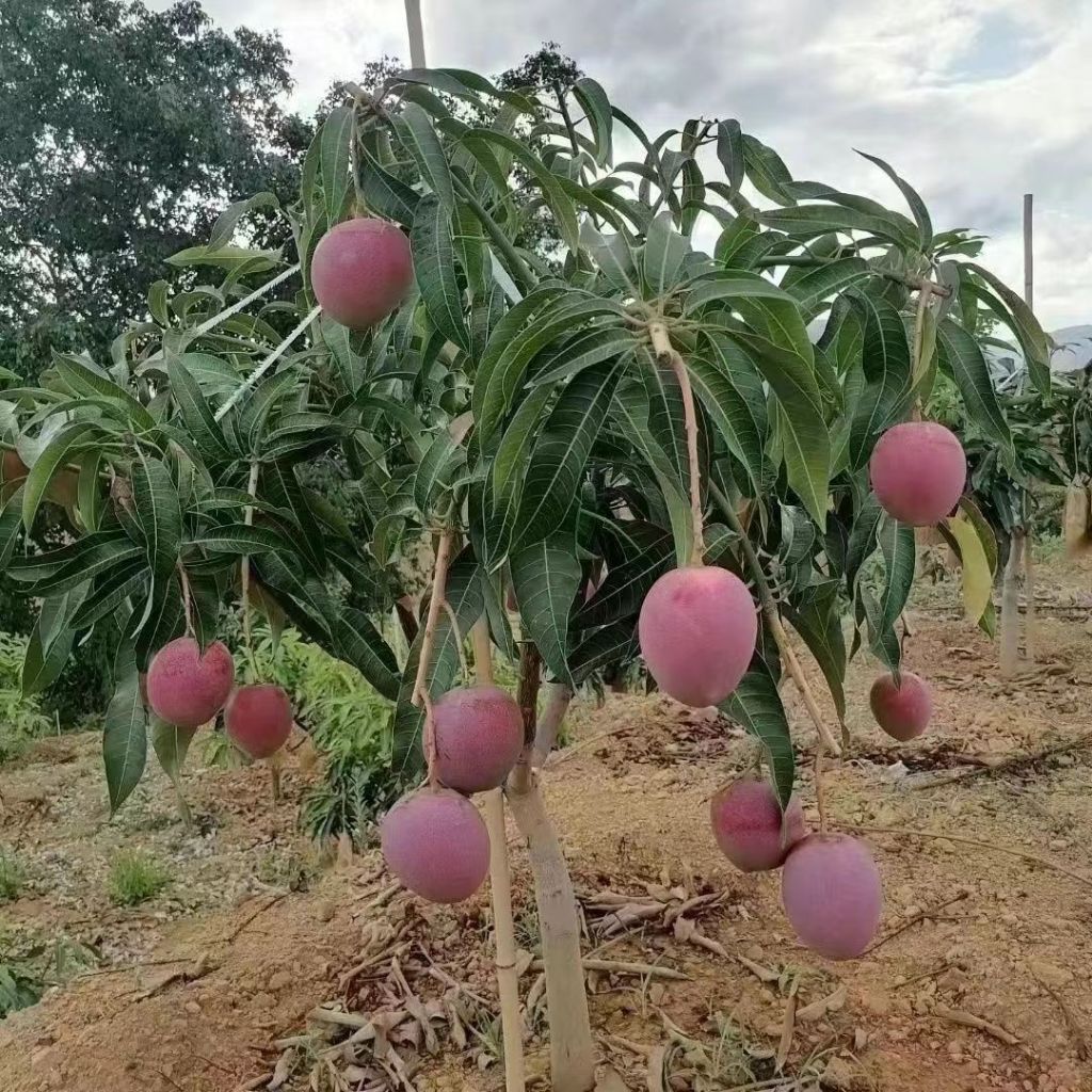 Grafted mango tree potted seedlings, extra large fruit, high sweetness ...