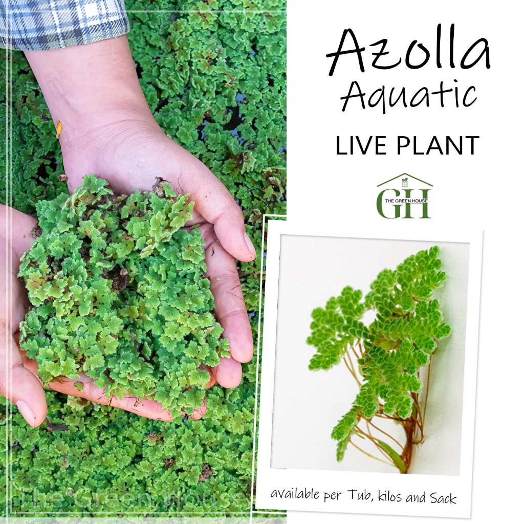 AZOLLA BUY 1 TAKE 1 (50 PESOS ONLY) | Shopee Philippines