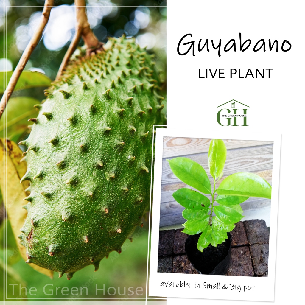 GUYABANO BUY 1 TAKE 1 SEEDLINGS 24 to 36 inches tall | Shopee Philippines