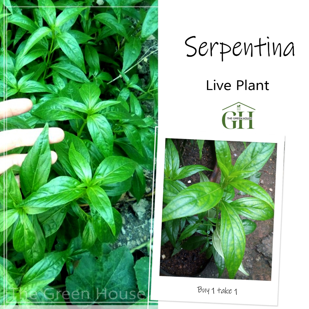 Serpentina Seedlings 100 pesos only. | Shopee Philippines