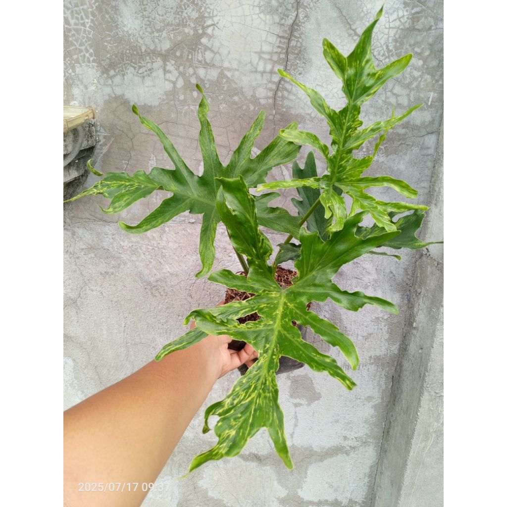 Variegated Selloum Plants (Actual picture posted) | Shopee Philippines