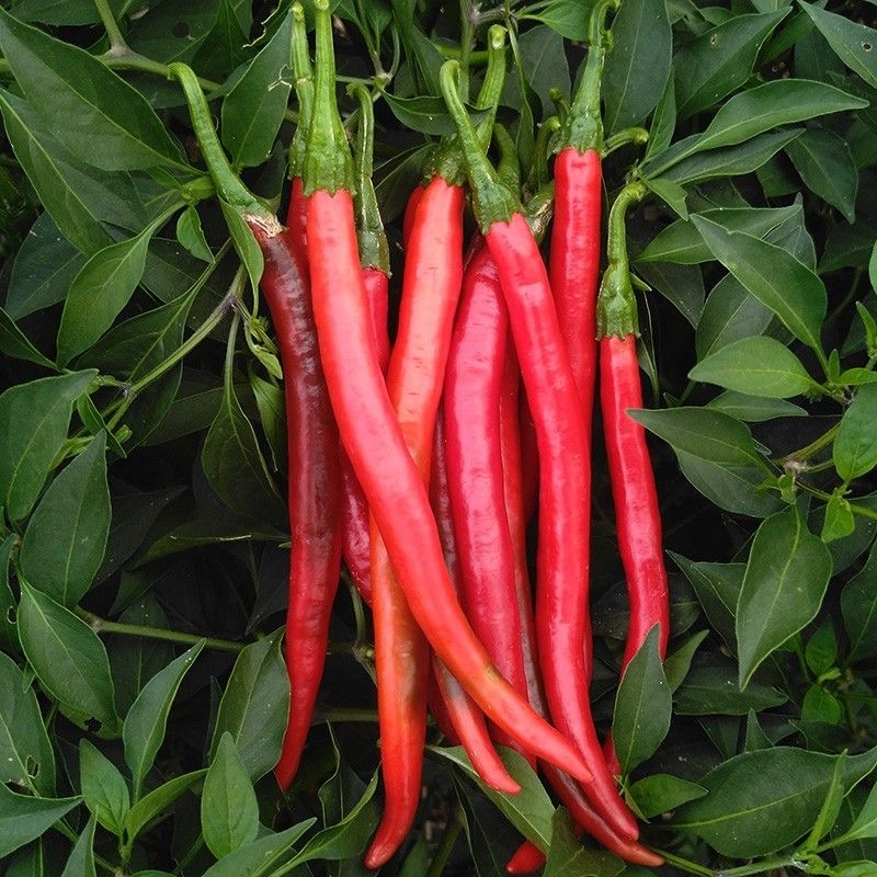 100 seeds Red Chilli Seed Edible vegetable seeds for Bonsai Easy To ...