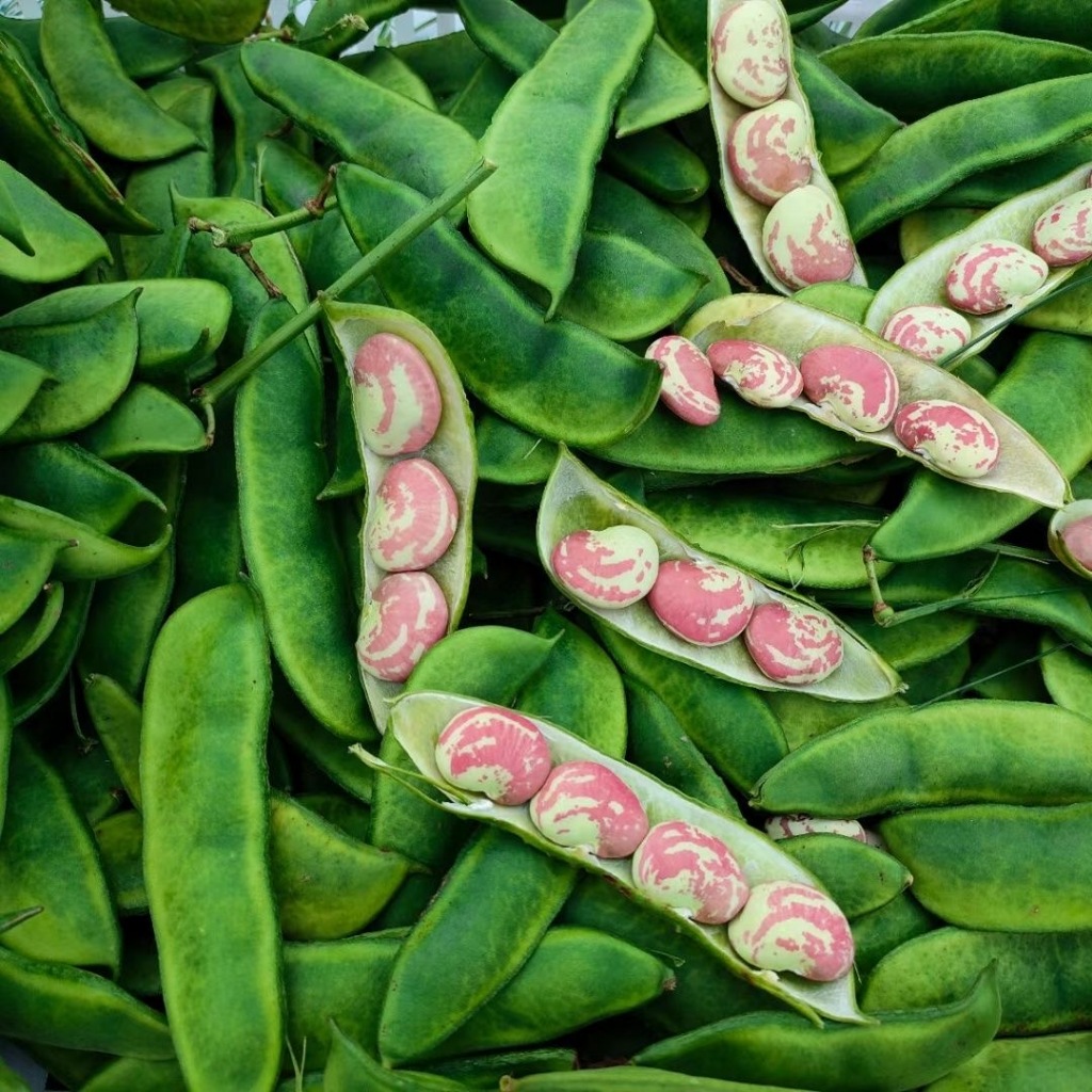 (4 seeds)PATANI BEAN/LIMA BEAN -Vegetable Seeds/High germination rate ...