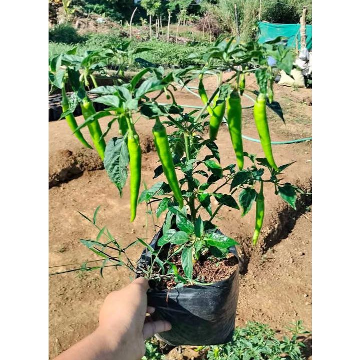 Shop siling haba for Sale on Shopee Philippines