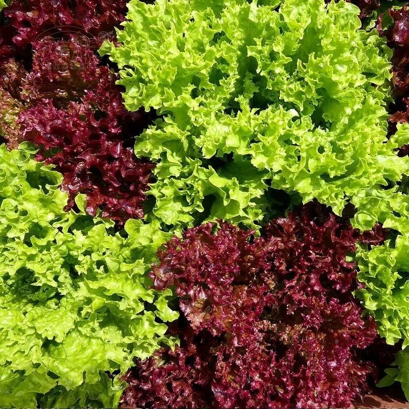 500seeds/packLazTop Lollo Rosa Seeds-Red Lettuce Seeds | Shopee Philippines
