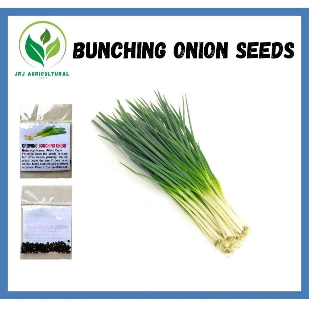 Shop spring onion for Sale on Shopee Philippines