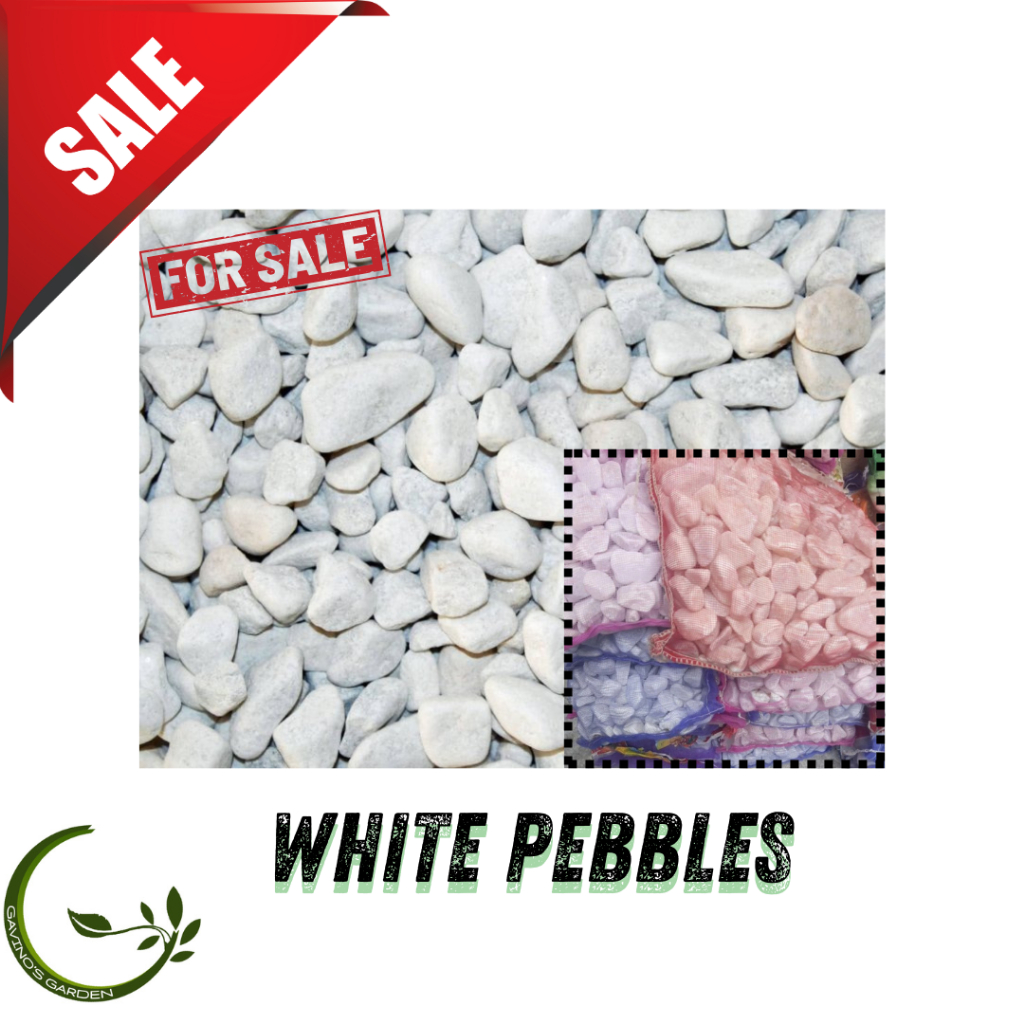 Shop white pebbles for Sale on Shopee Philippines