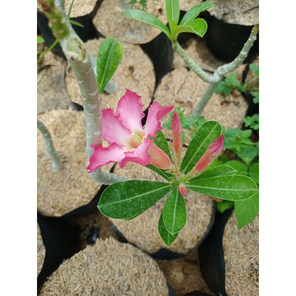 Calachuchi I with Flowers I Live Plant I Fully Rooted | Shopee Philippines