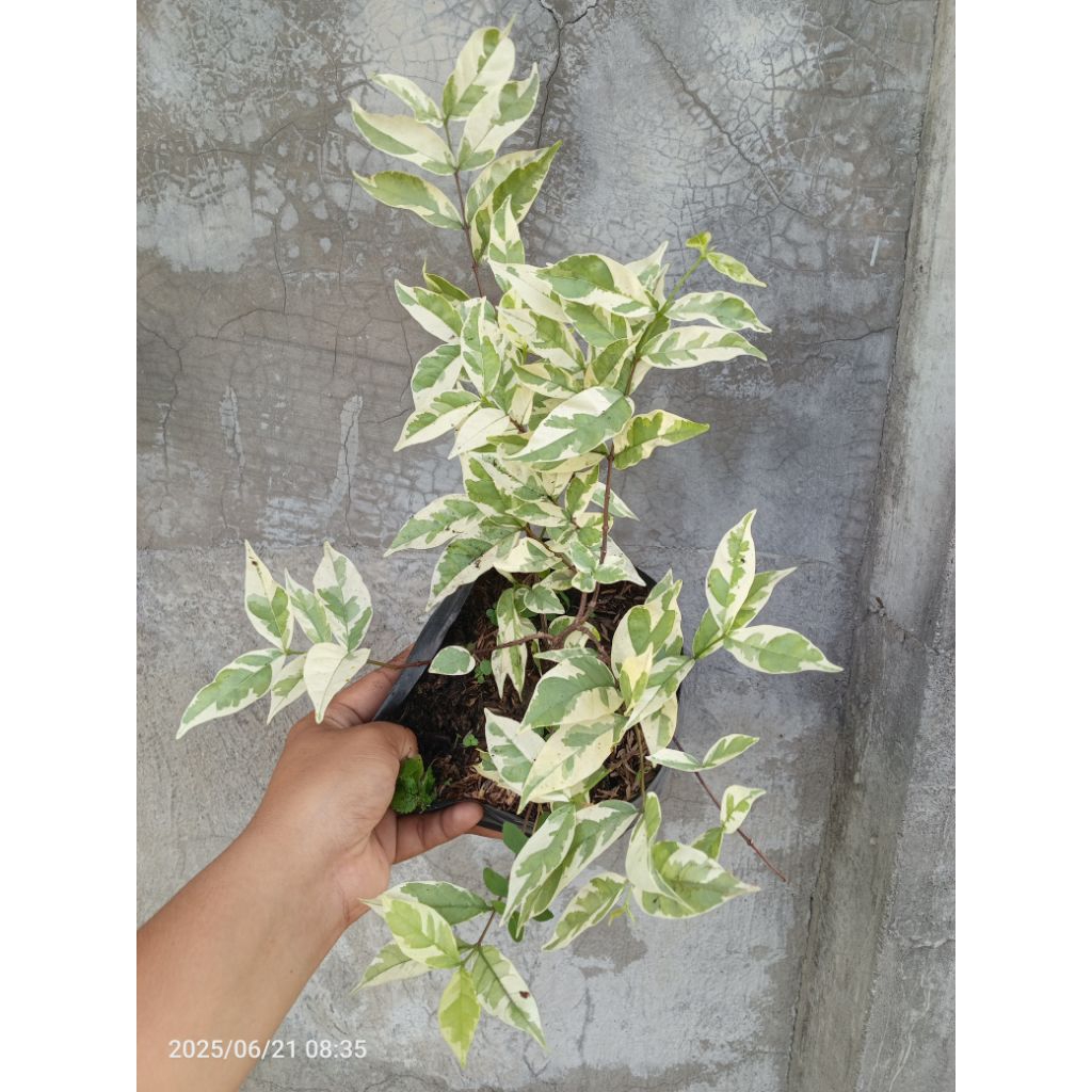Variegated Giant leave Suamei small pot( Live and rooted plants ...