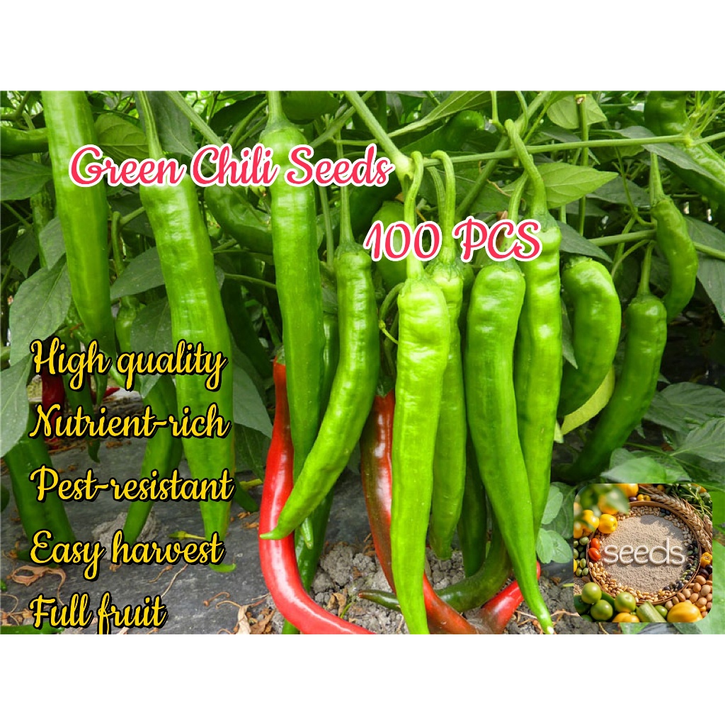 100 Seeds/pack SILI PANIGANG / Siling Haba / Hot Pepper Green / Bicol ...