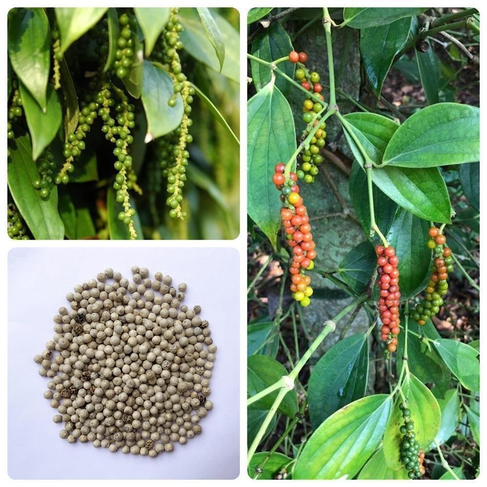 Shop peppercorn for Sale on Shopee Philippines