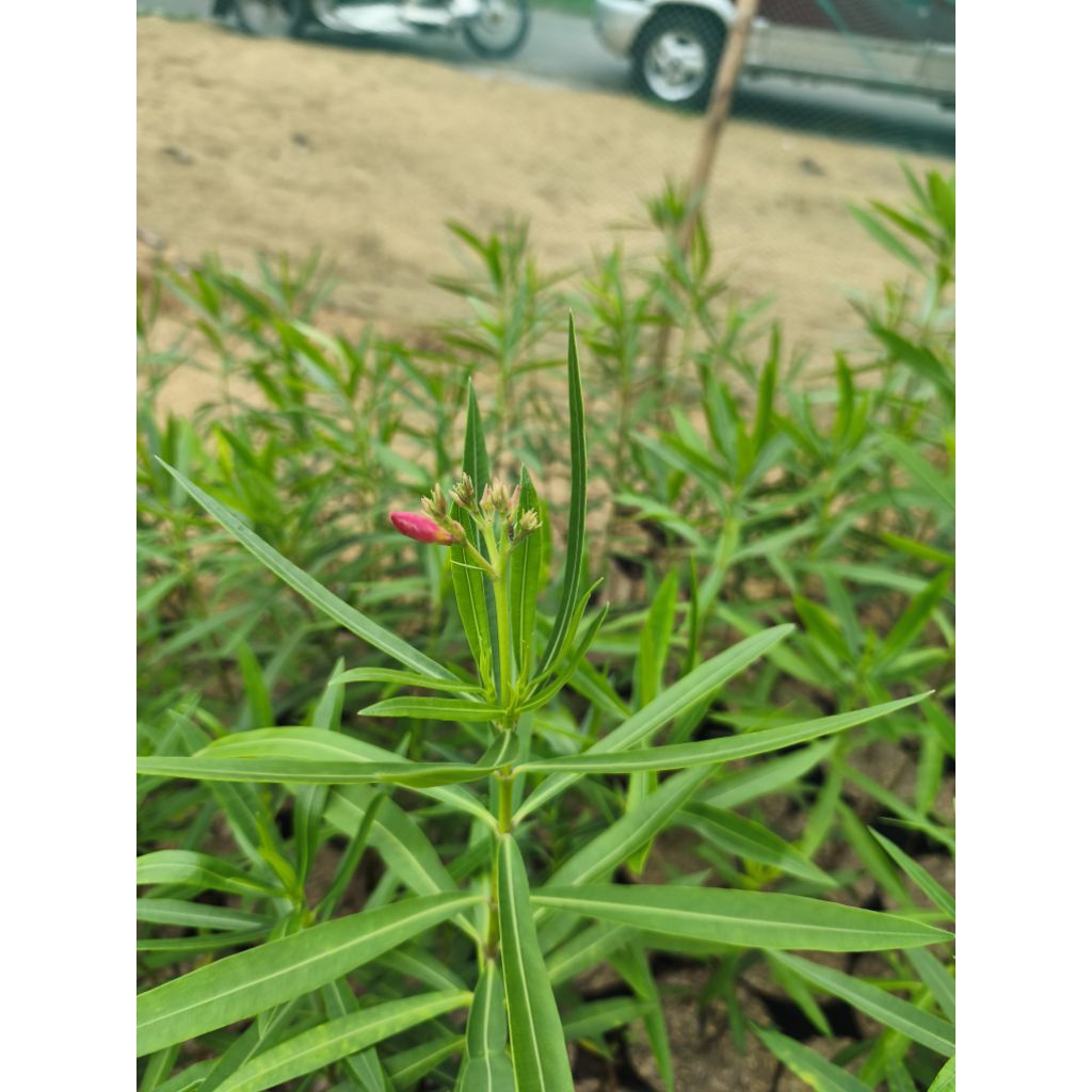 Adelfa Flowering Plants‼️DARK PINK | Shopee Philippines