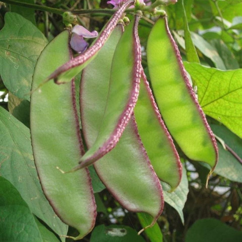 Shop bataw vegetable for Sale on Shopee Philippines