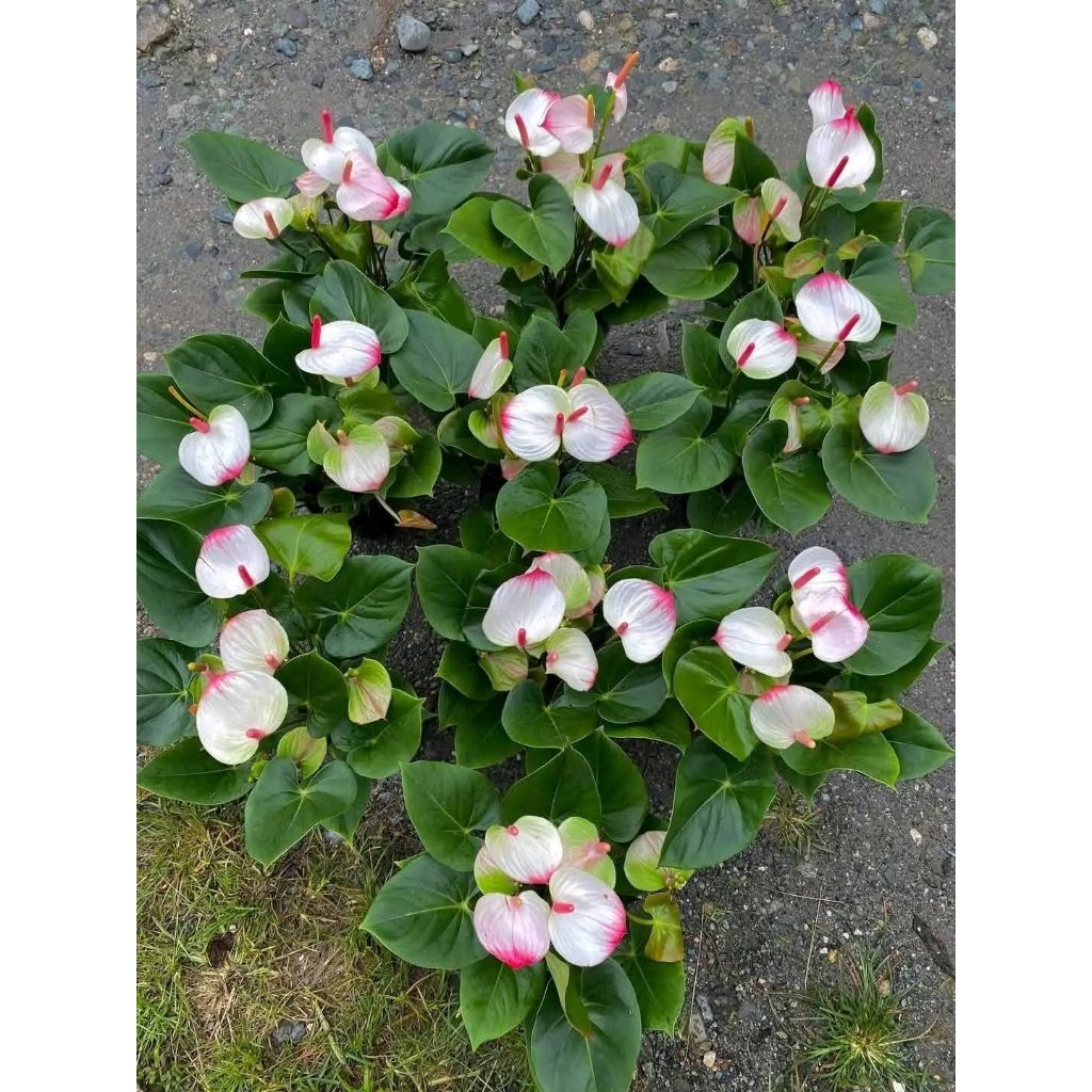 mystique anthurium potted plants | Shopee Philippines