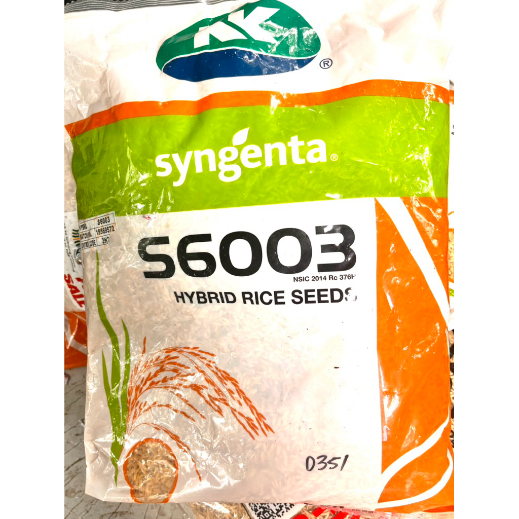 Hybrid Rice Seeds syngenta S6003 for planting binhi Certified seeds ...