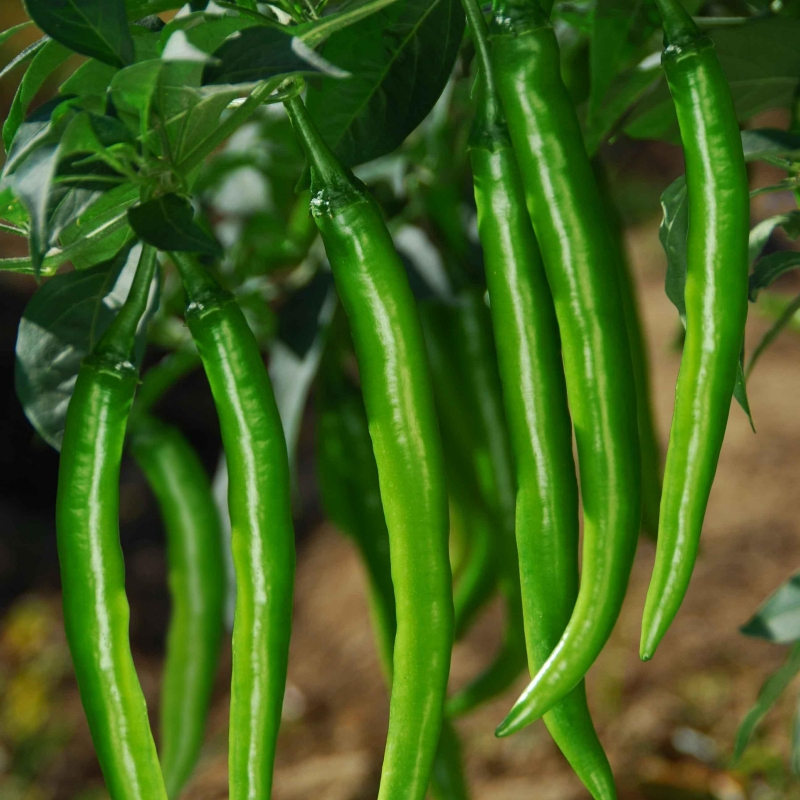 100PACK SILI PANIGANG/Siling Haba/Hot Pepper Green/Bicol Express Chili ...
