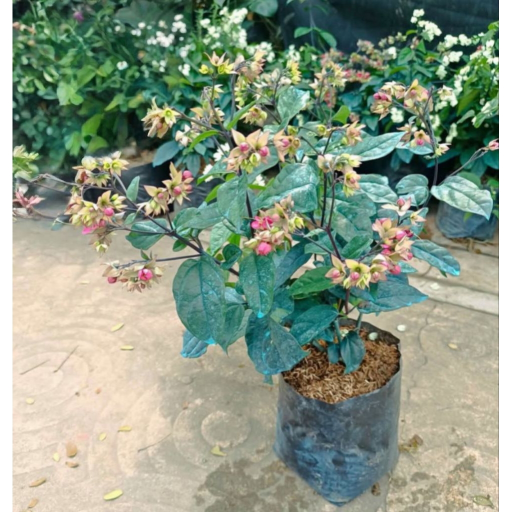 CADENA DE AMOR LIVE ROOTED PLANTS | Shop…