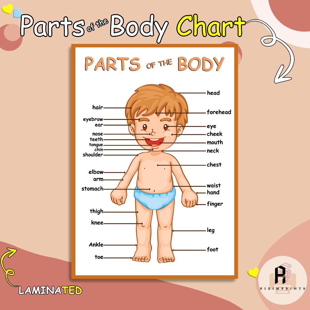Body Parts Chart Learning Materials for Kids (Laminated) | PiXimprints ...