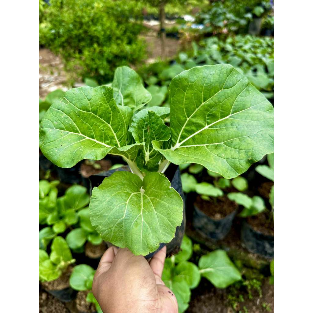 Shop petchay for Sale on Shopee Philippines