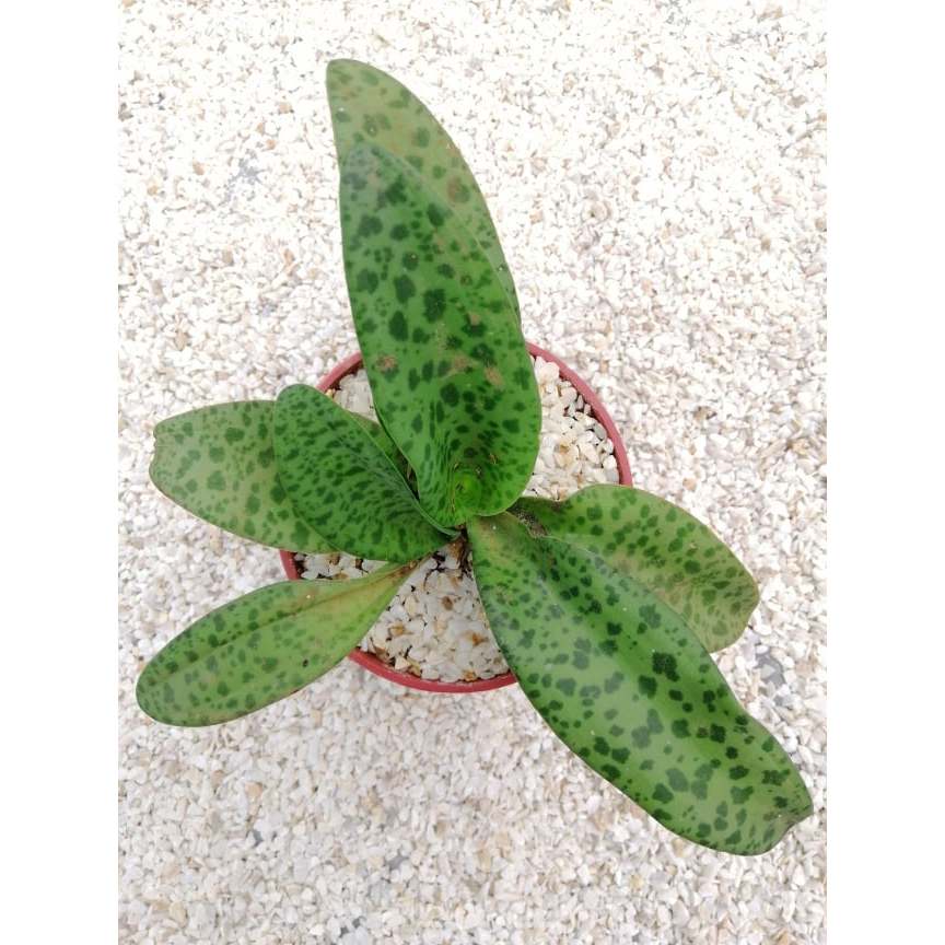 eureka plants Eureka Lemon Tree