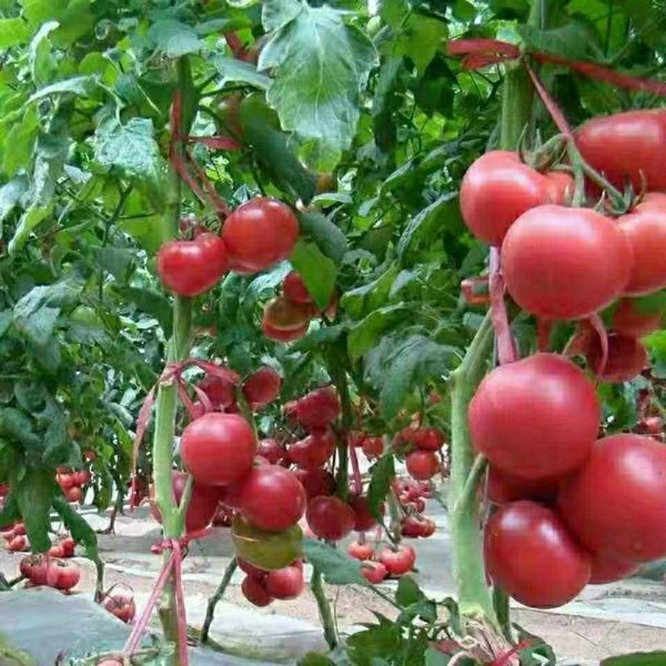 Shop kamatis for Sale on Shopee Philippines