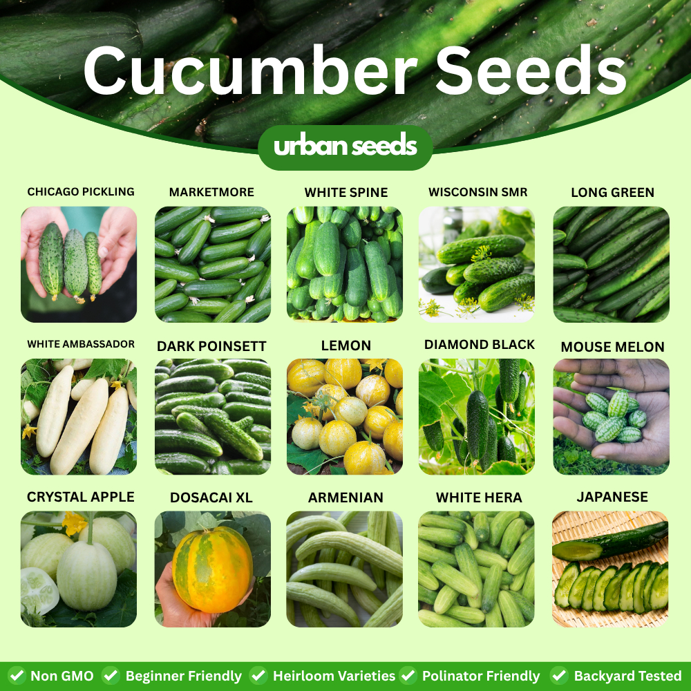 Cucumber Seeds Variety Pack - Grow Your Own Crisp Juicy Cucumbers at ...