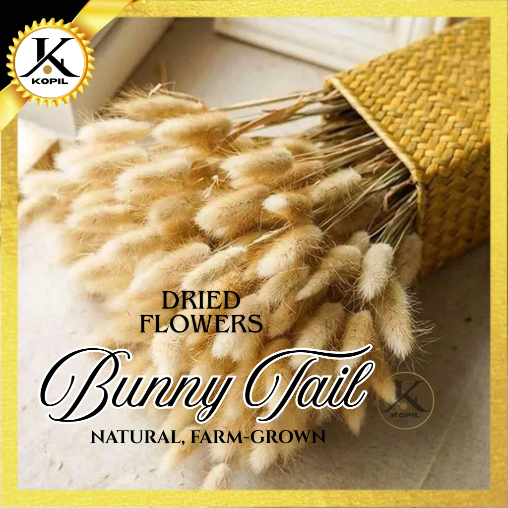 Dried Bunny Tails Grass – Natural Fluffy Rabbit Tail Flowers ...