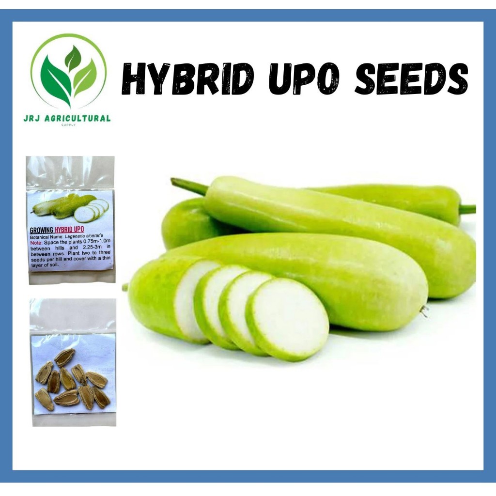Upo / Tambuli / ( 10pcs Seeds ) - 1pack | Shopee Philippines