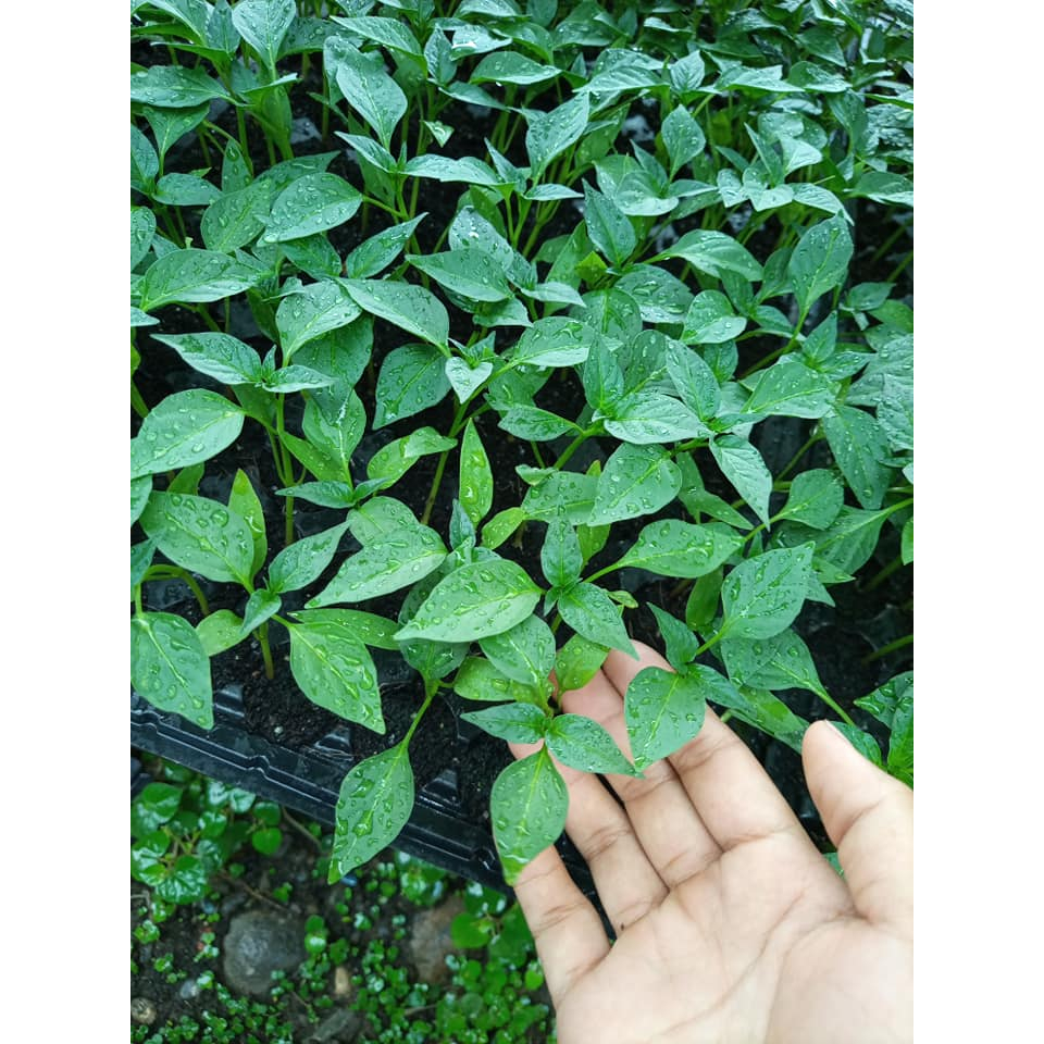 Shop siling haba for Sale on Shopee Philippines