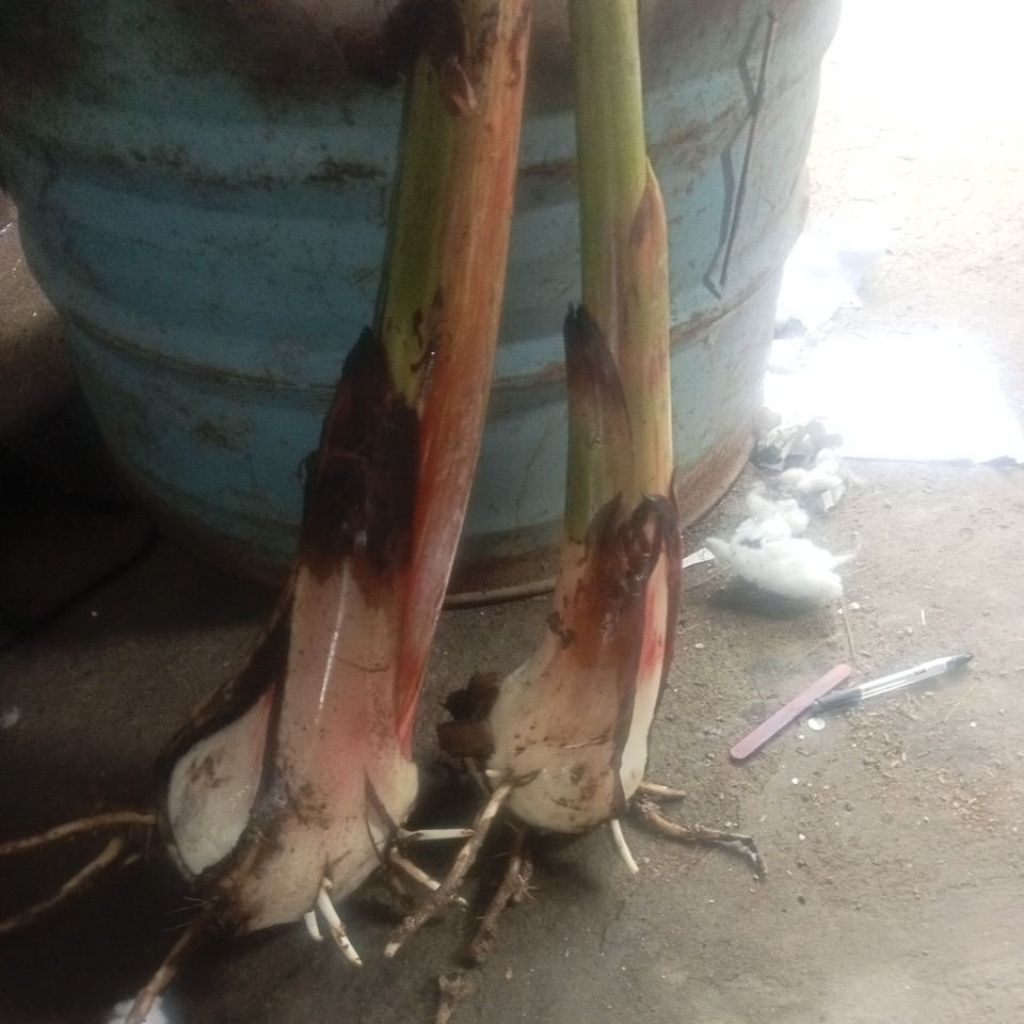 Shop saging for Sale on Shopee Philippines