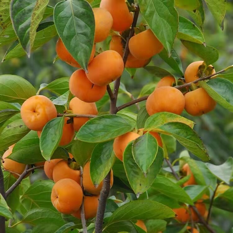 20 pcs Dwarf Persimmon Tree Plant Seeds for Garden Balcony Indoor ...