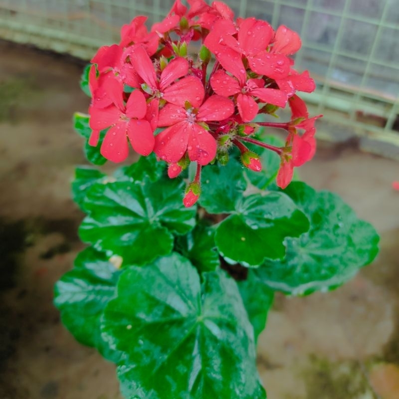 geranium red flower. | Shopee Philippines