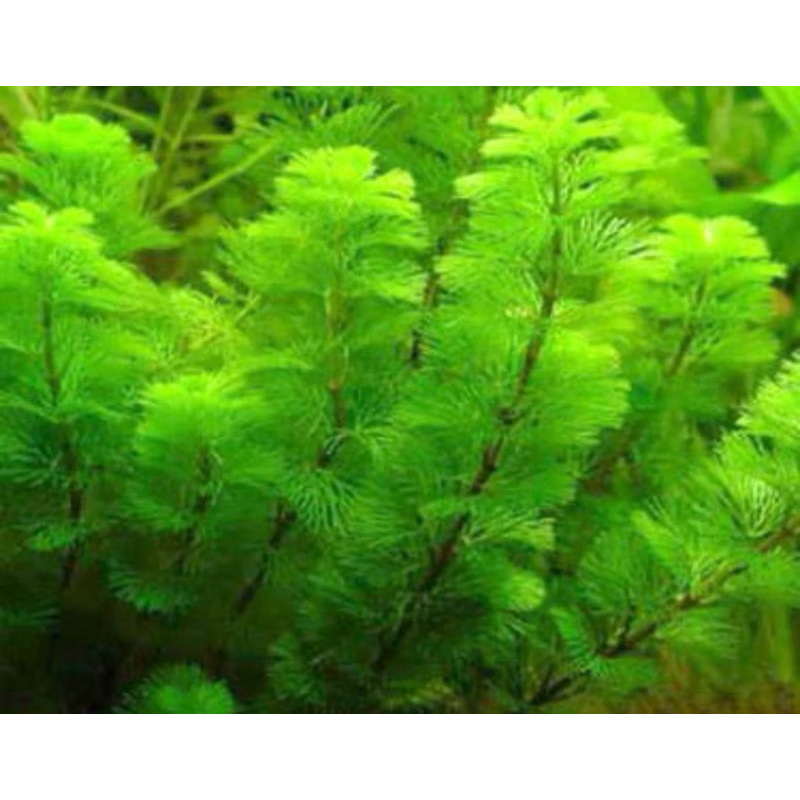 AQUATIC PLANTS FOR AQUARIUM LOW TECH Shopee Philippines