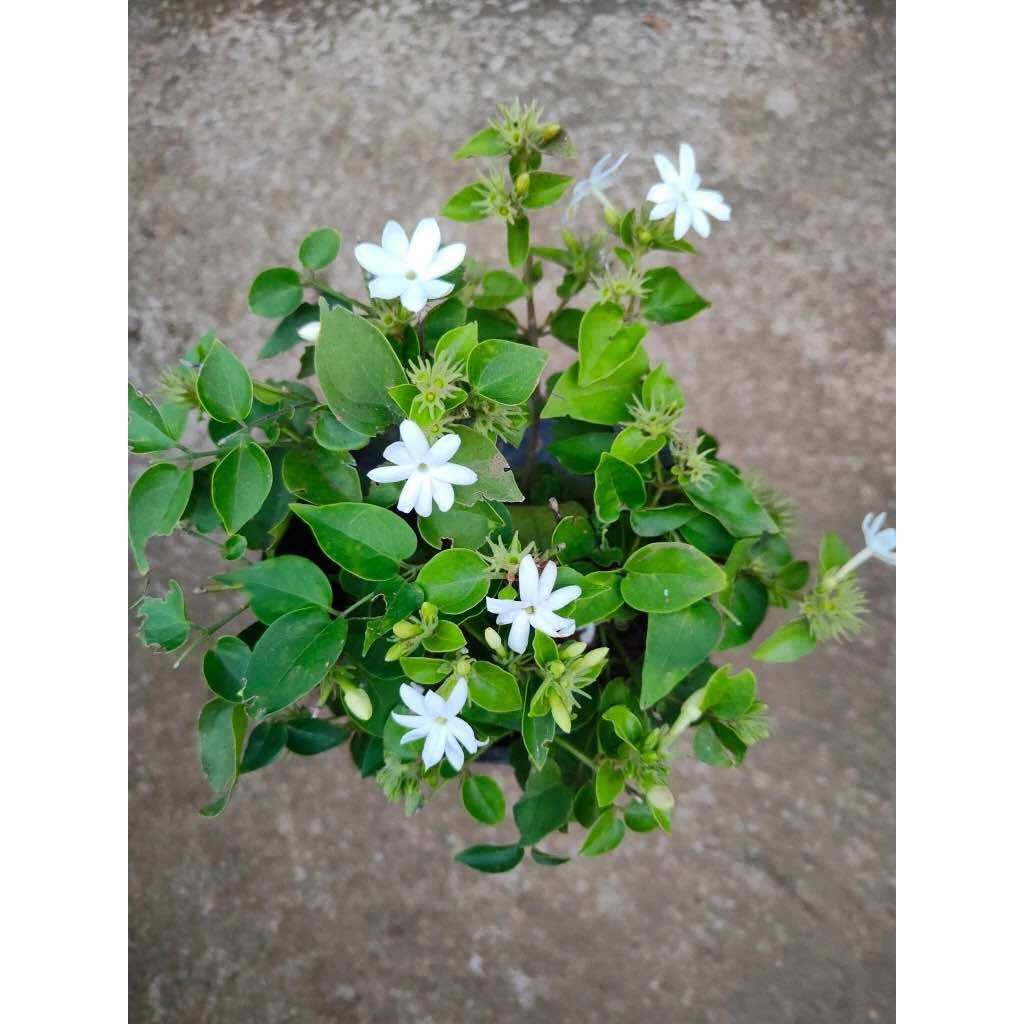 Dwarf Sampaguita with FREE garden soil and pebbles | Shopee Philippines
