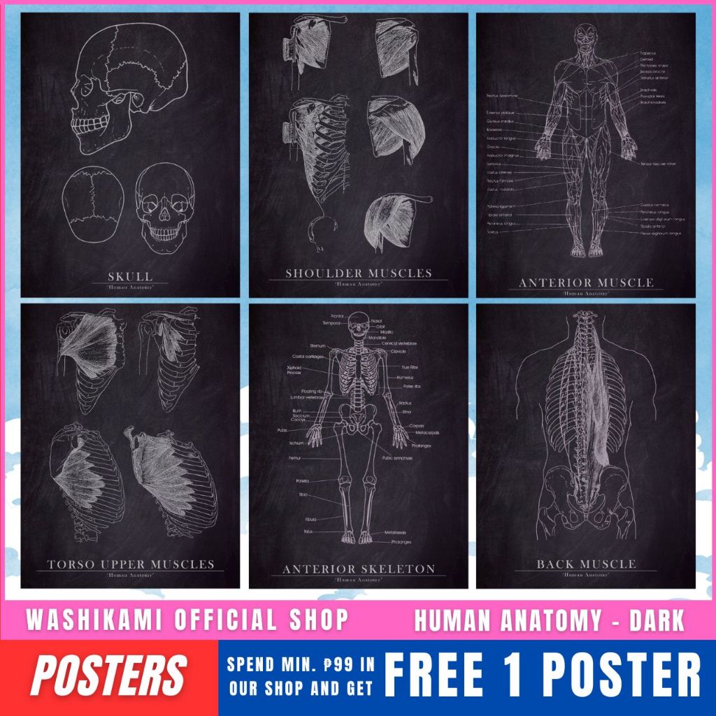 Human Anatomy - Black A4 Medical Posters / Sticker Poster - Washikami ...